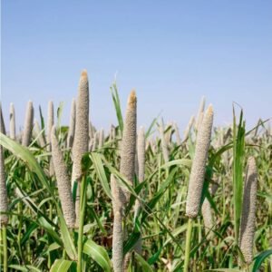 Green Millet(Bajra)