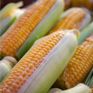 Maize